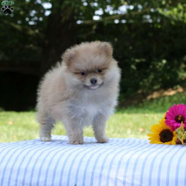 Logan, Pomeranian Puppy